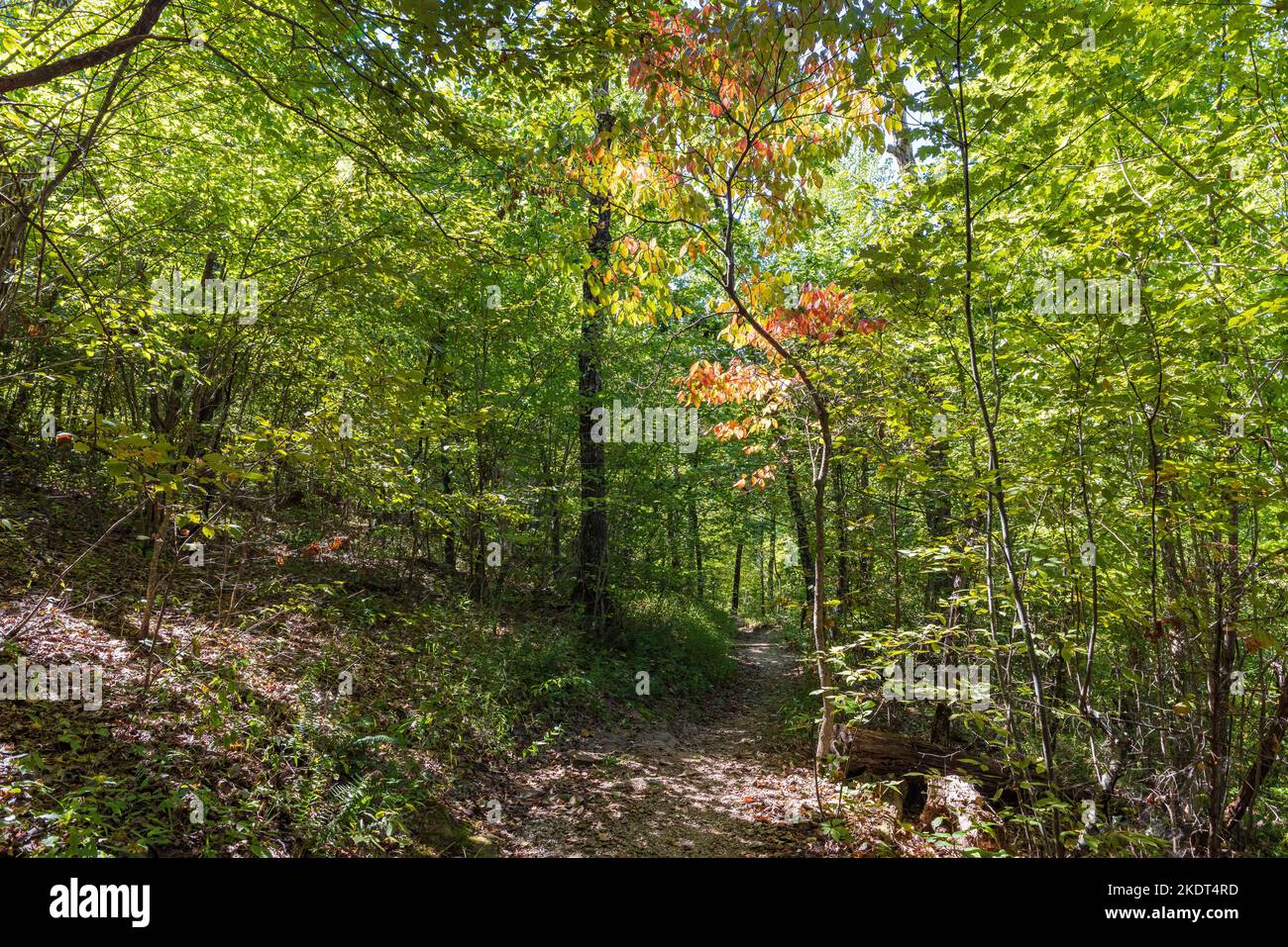 Wandern auf dem Sam's Loop Trail in Arkansas Stockfoto