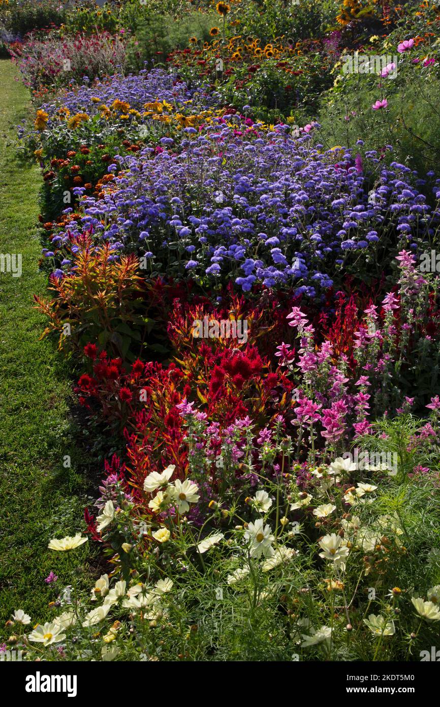 Im frühen Herbst farbenfrohe Gartenbands im englischen Garten Stockfoto