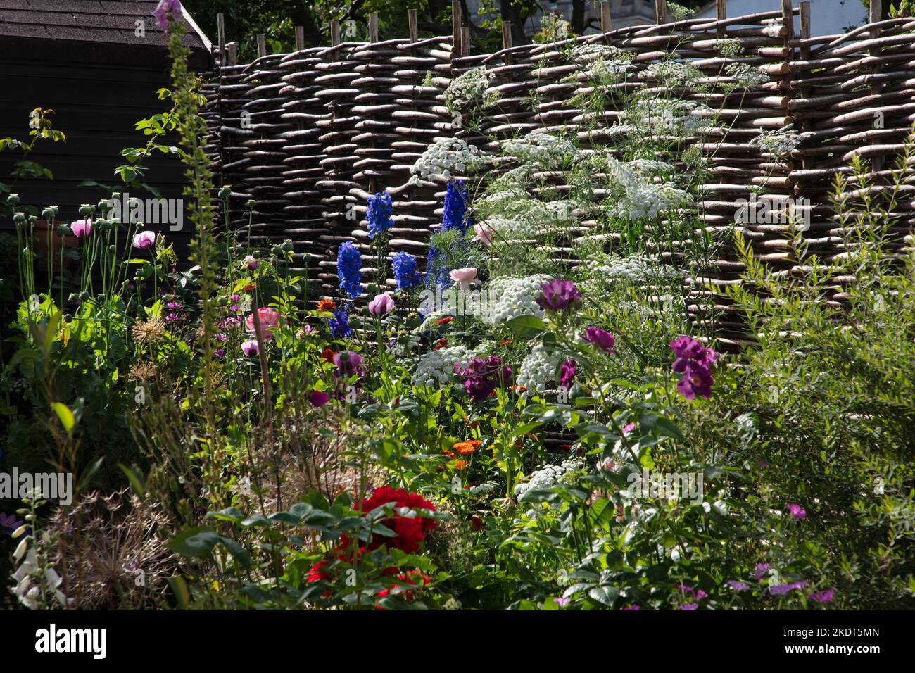 englischer Landgarten Grenze mit Delphinien, Rosen und alten Haselnusszaun, Oxfordshire, England Stockfoto