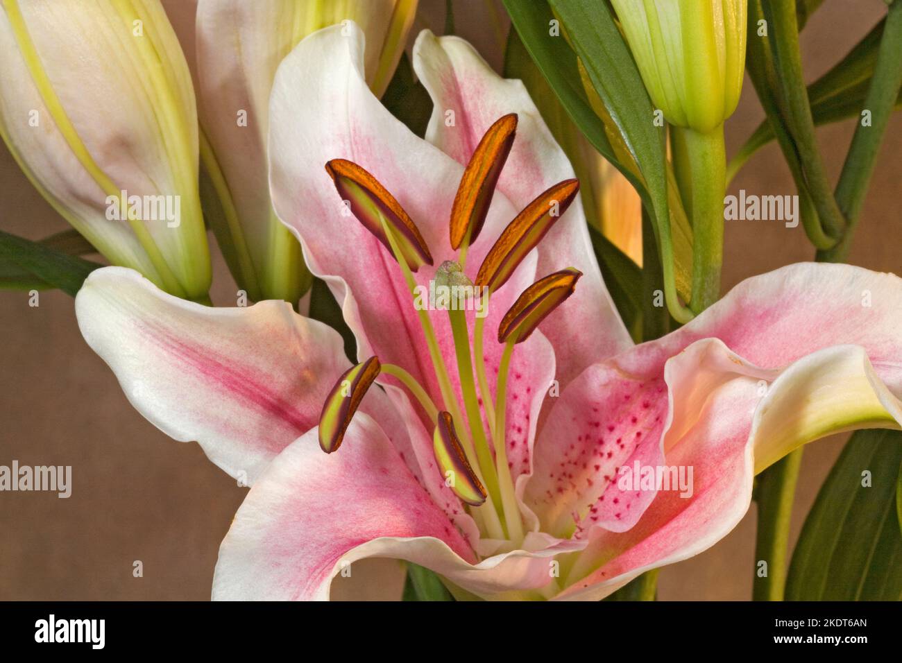 Lilium 'Stargazer', oder Stargazer Lilie, in einem Strauß von Lilien. Stockfoto