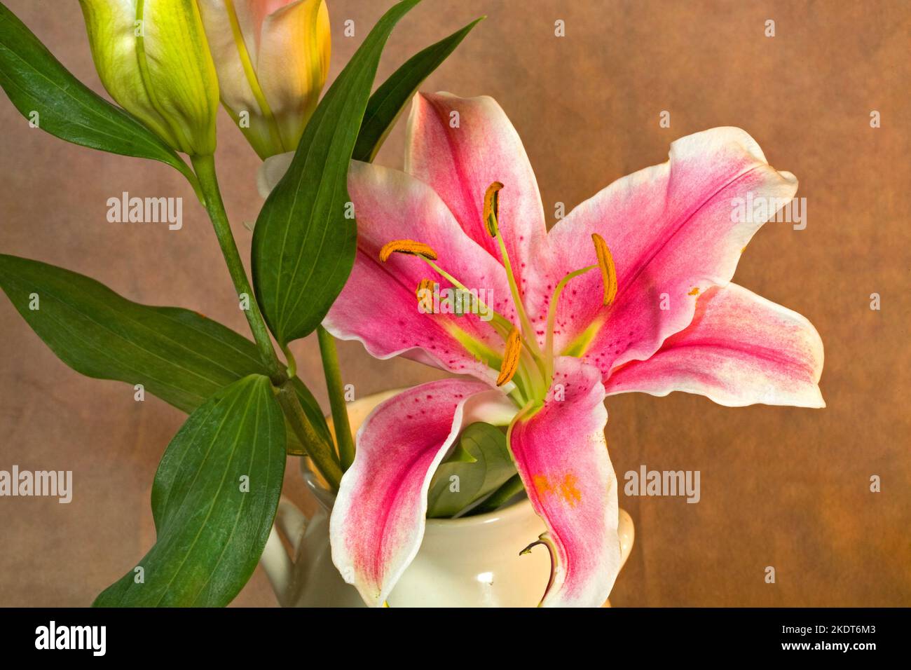 Lilium 'Stargazer', oder Stargazer Lilie, in einem Strauß von Lilien. Stockfoto