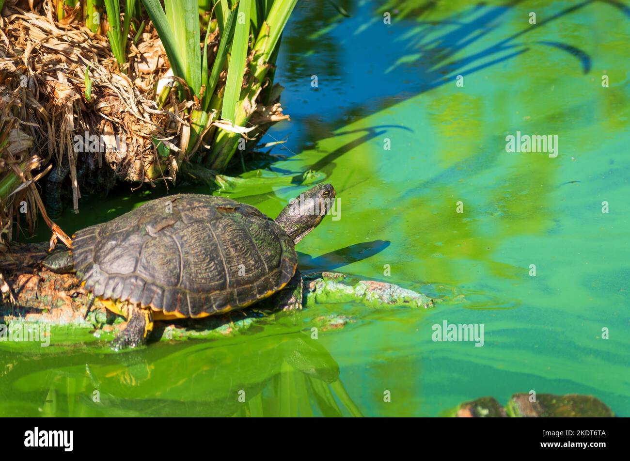 Tortue de Floride (Trachemys scripta elegans) Stockfoto