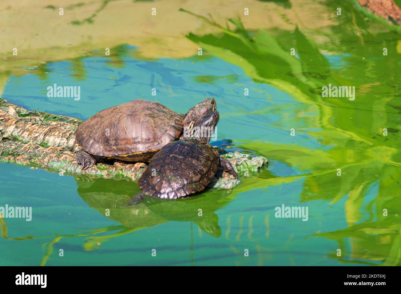 Tortue de Floride(Trachemys scripta elegans) et Tortue à cou caché d'Afrique(Pelomedusa subrufa) Stockfoto