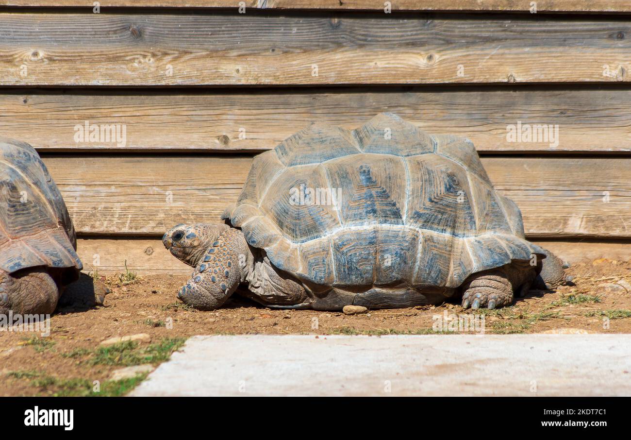Tortue éléphantine dites géante des Seychelles ou d'Aldabra, (Aldabrachelys gigantea) Stockfoto