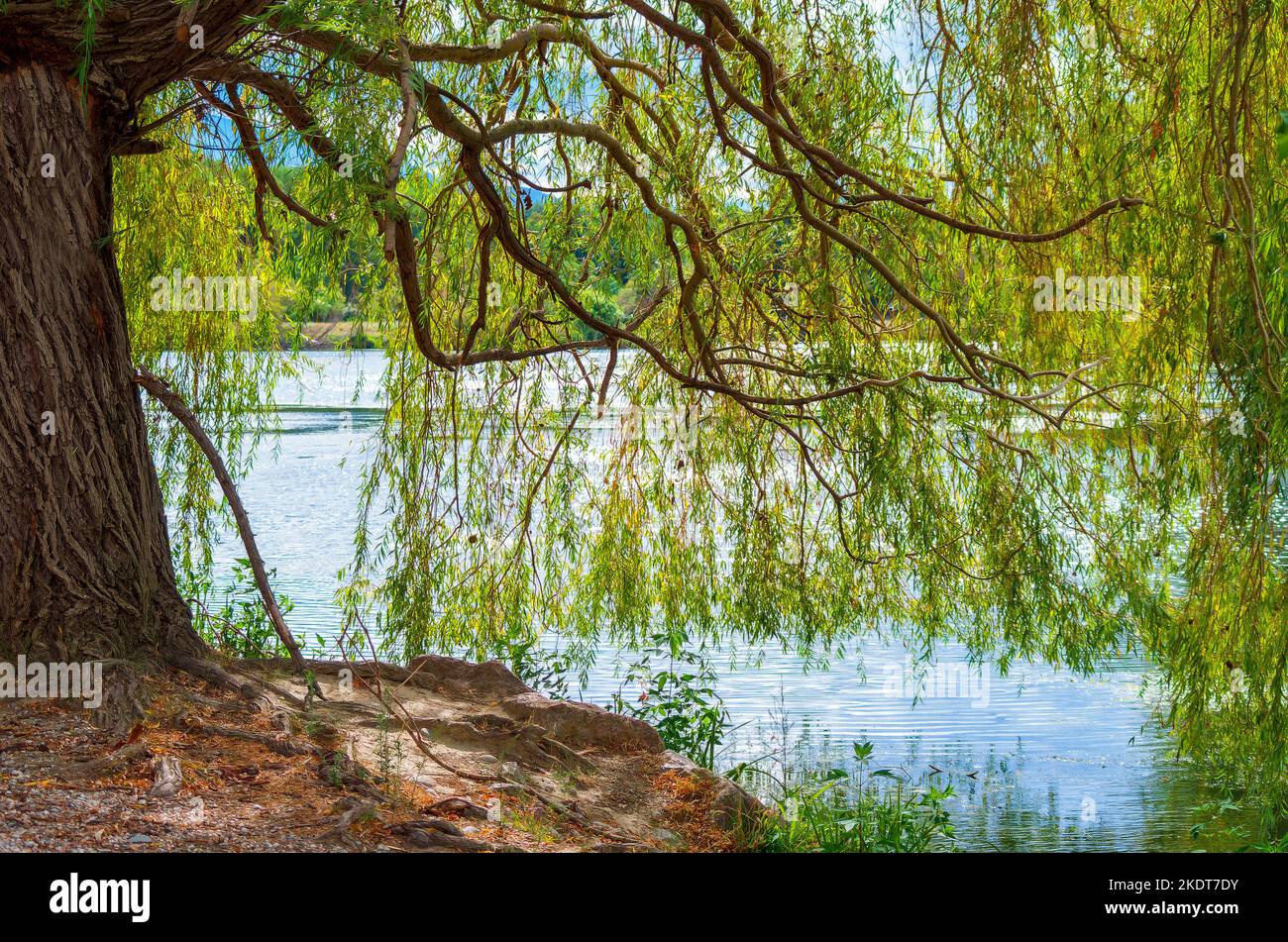 Saule pleureur (Salix babylonica) Stockfoto