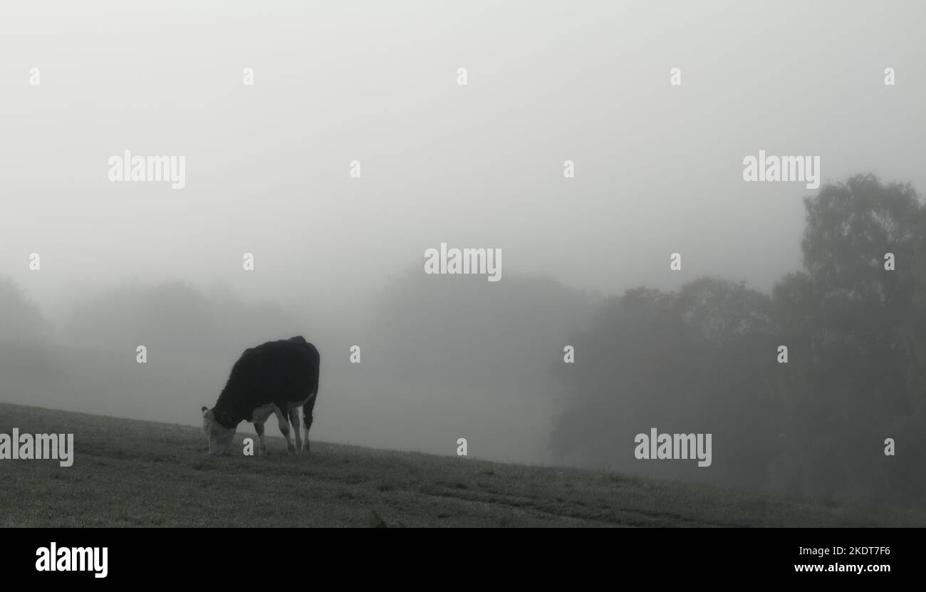 Kuh mit Kopf-Down-Fütterung, Essen auf Bathampton Meadows, Bath UK an Einem foggy Misty Morning im Herbst, Bath UK Stockfoto