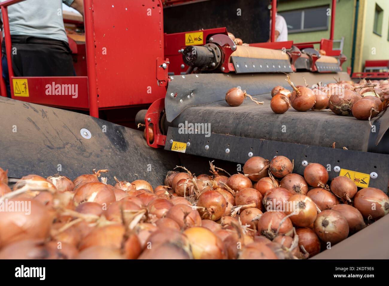 Kampagne Zur Onion Harvest 2022. Gelbe Zwiebel auf dem Förderband. Postharvest Handhabung von Gemüse und Wurzelpflanzen. Stockfoto