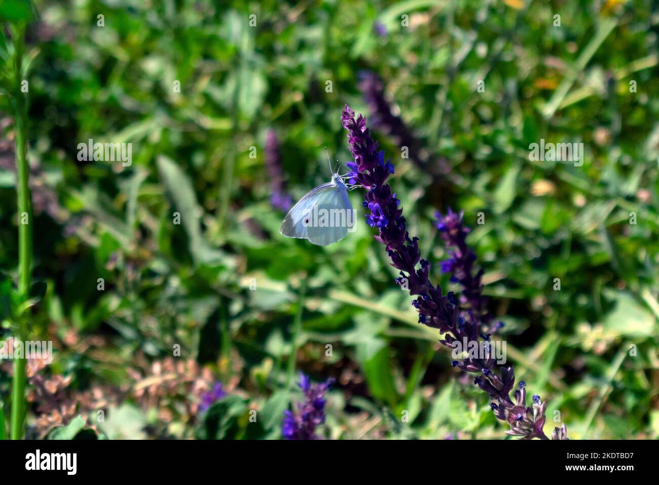 Weiß Schmetterling auf Blume Stockfoto
