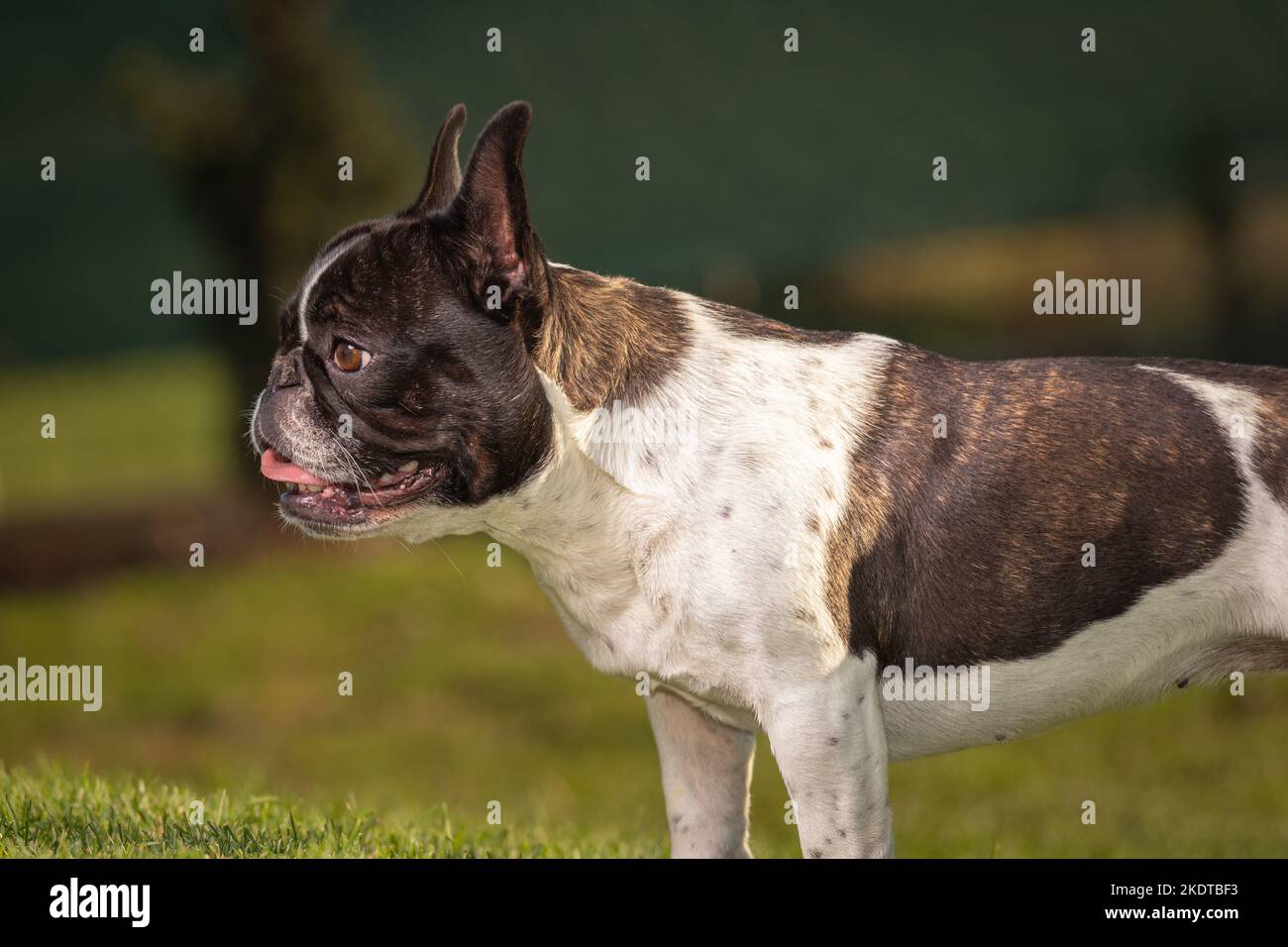 Eine niedliche schwarze und weiße Französische Bulldogge hund Kopf Portrait mit niedlichen Ausdruck in den faltigen Gesicht. Stockfoto