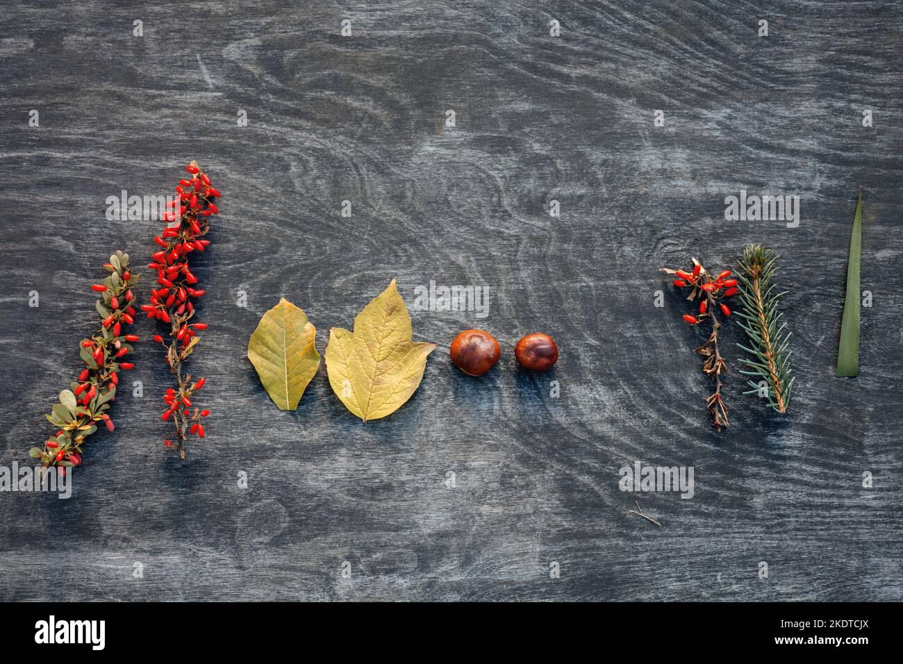 Weicher selektiver Fokus auf die Herbstzusammensetzung von Kastanien, gelben Blättern, roten Barbeeren und Weihnachtsbaumzweig auf dunkler Holzoberfläche. Materialien für handgefertigte Produkte. Speicherplatz kopieren Stockfoto