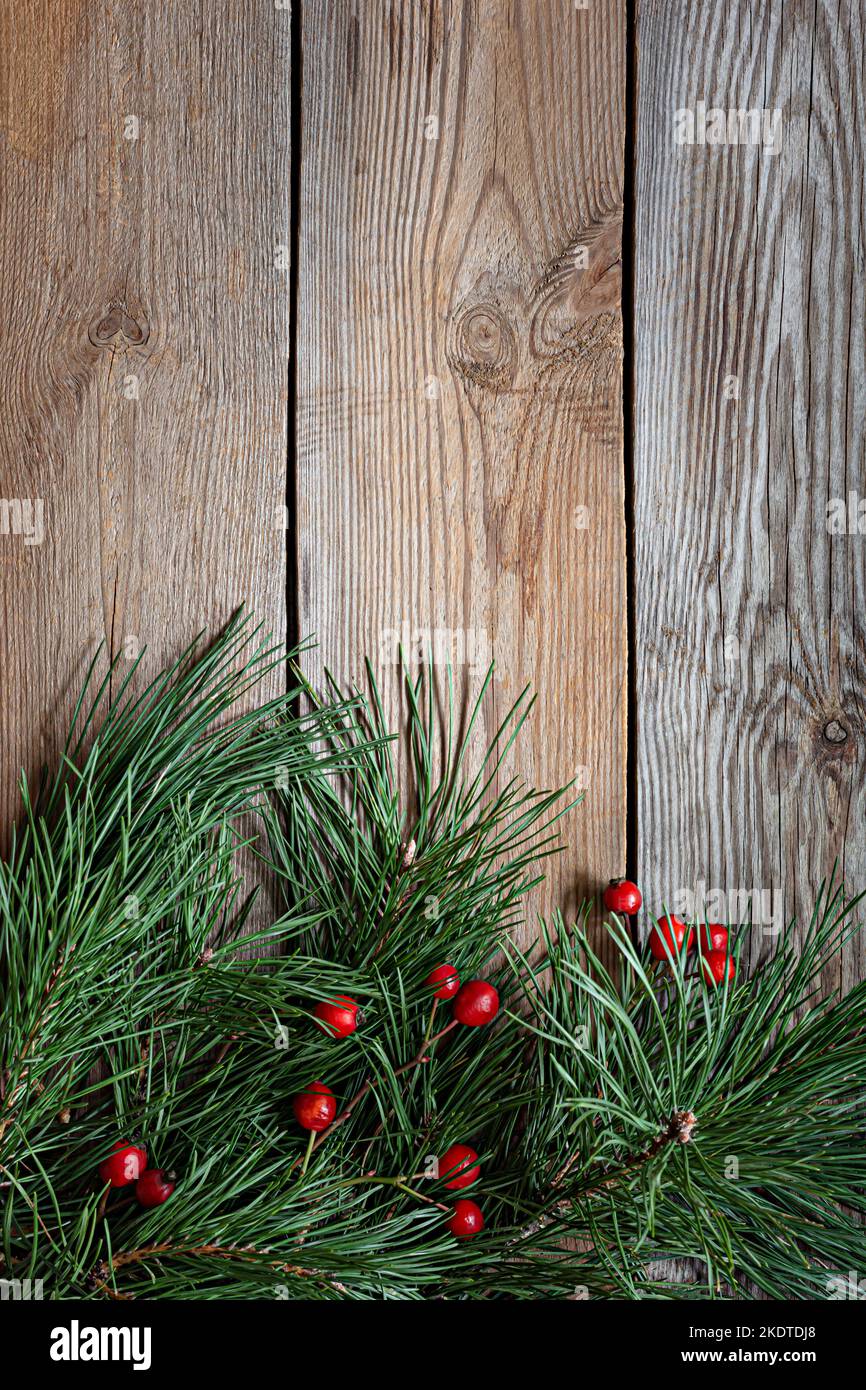 Zweige eines Weihnachtsbaums (Kiefer) mit Hagebutten auf einem hölzernen Hintergrund. Weihnachten und Neujahr, Winterurlaub Konzept. Draufsicht und Kopierbereich. Stockfoto