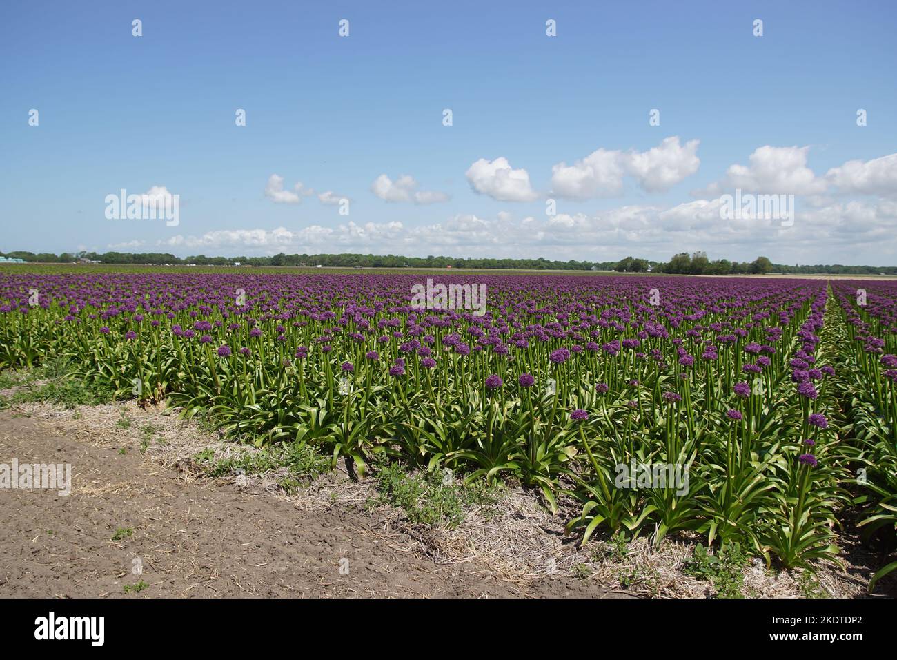 Feld mit den Zierzwiebeln Allium globemaster. Eine Kreuzung zwischen Allium Cristophii und Allium Macleanii. Mit violett-violetten Knollenblüten. Stockfoto