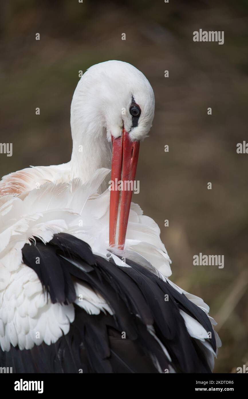 Weißstorch Stockfoto