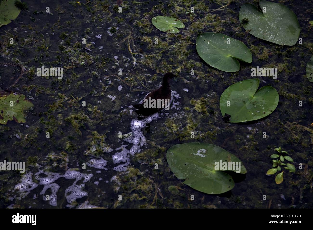 Moorhen schwimmt in der Abenddämmerung durch Seerosen Stockfoto
