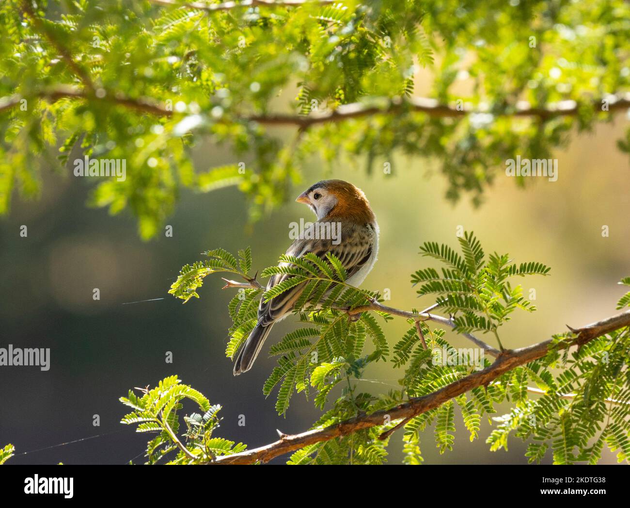 Der Speckle-fronted Weaver ist ein kleiner Sperling-ähnlicher Vogel, der unordentlich Gras in Akazienbäumen brütet. Die kommen oft mit anderen Webern und Wachsschnäpfeln zusammen Stockfoto