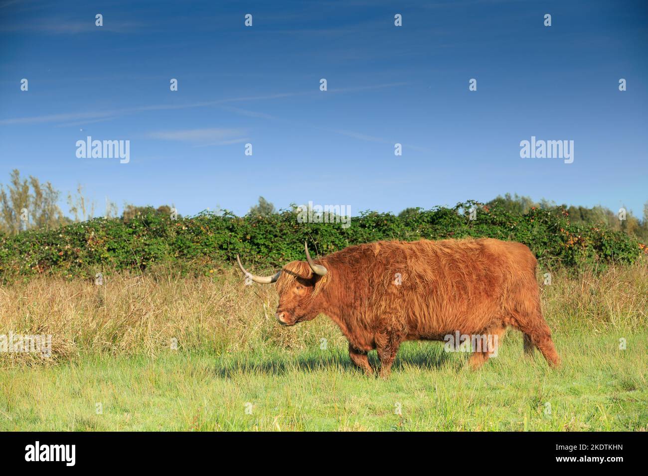 Landschaft mit einem Paar weidender rotbrauner schottischer Highlander-Bullen mit ausgewachsenen Hörnern im Naturschutzgebiet Zaans Rietveld Stockfoto