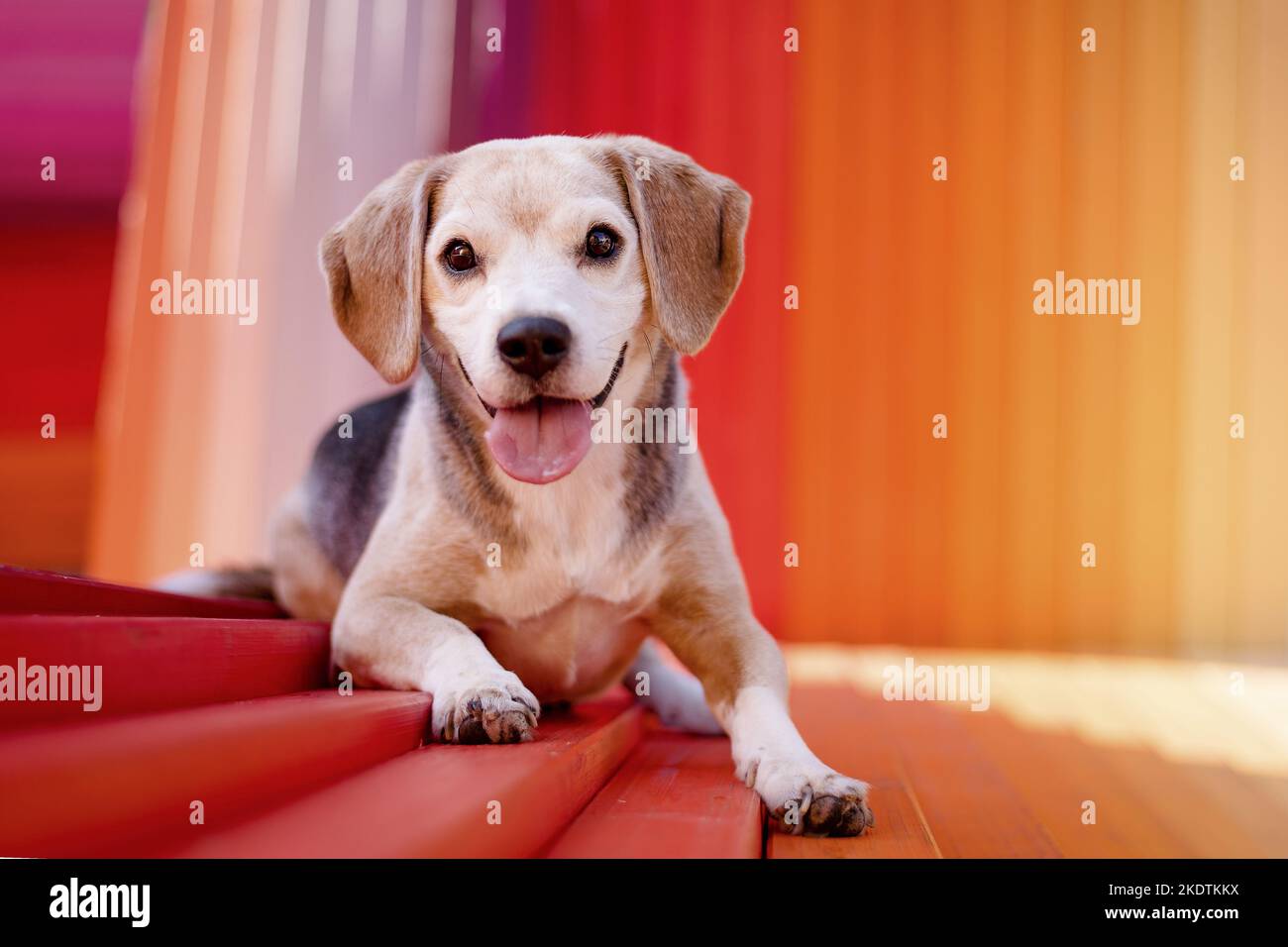 Beagle liegend Stockfoto