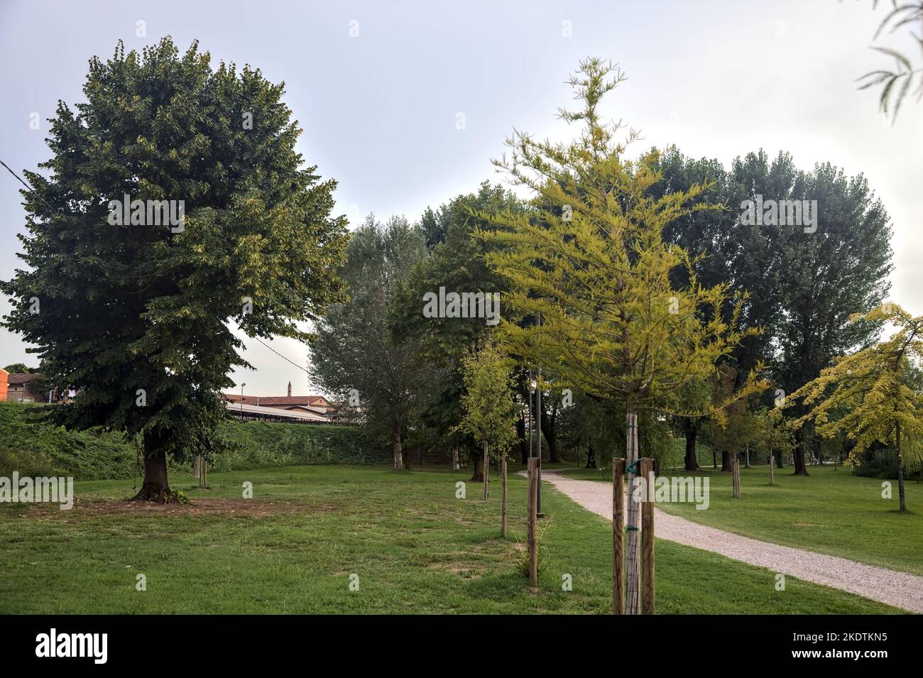 Freiraum mit Pappel neben einem Feldweg und einem Damm an einem bewölkten Tag Stockfoto