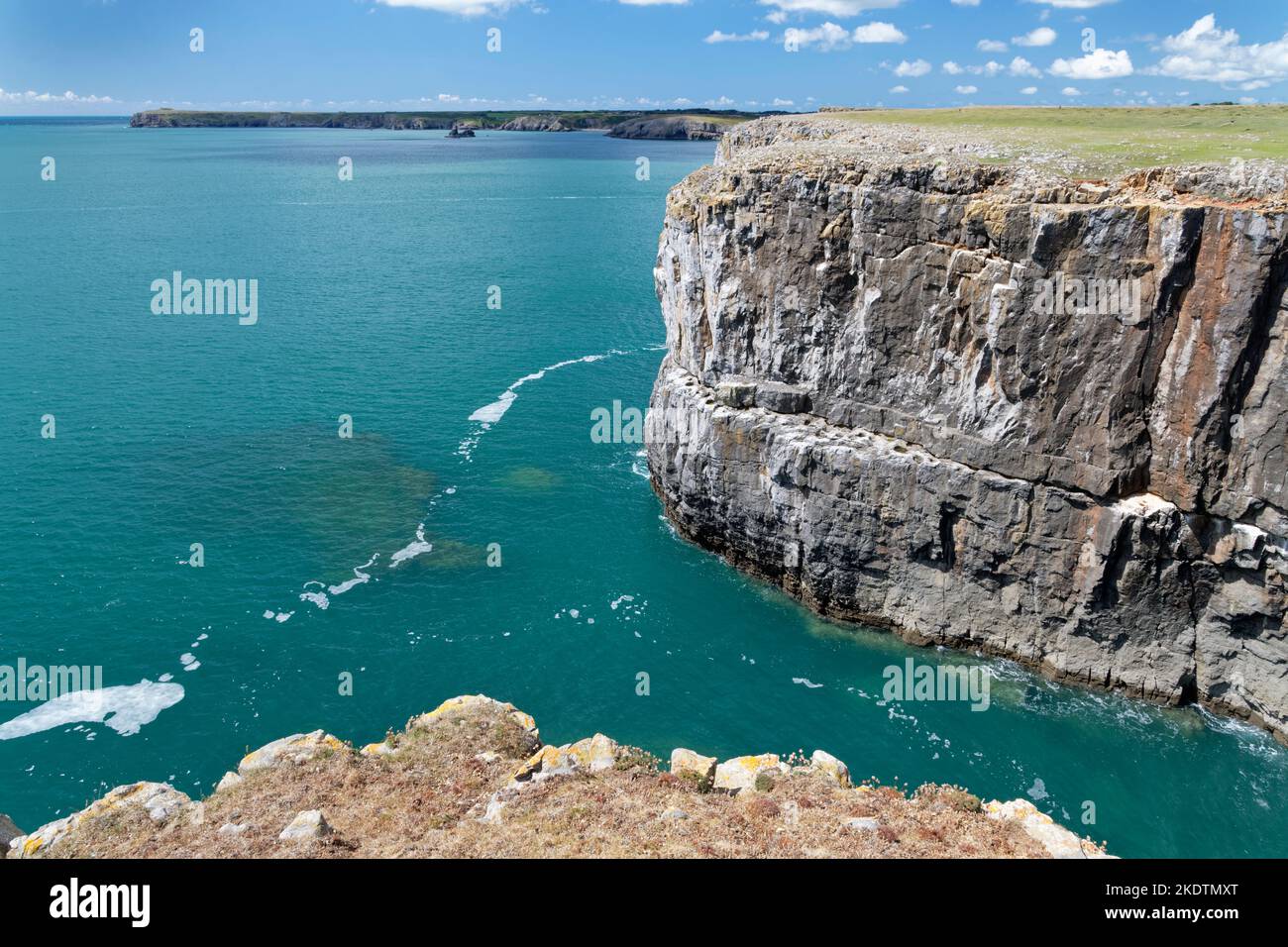 Steile Kalksteinfelsen am Stackpole Head, mit St. Govan’s Head im Hintergrund, in der Nähe von Pembroke, Pembrokeshire, Wales, Großbritannien, August. Stockfoto