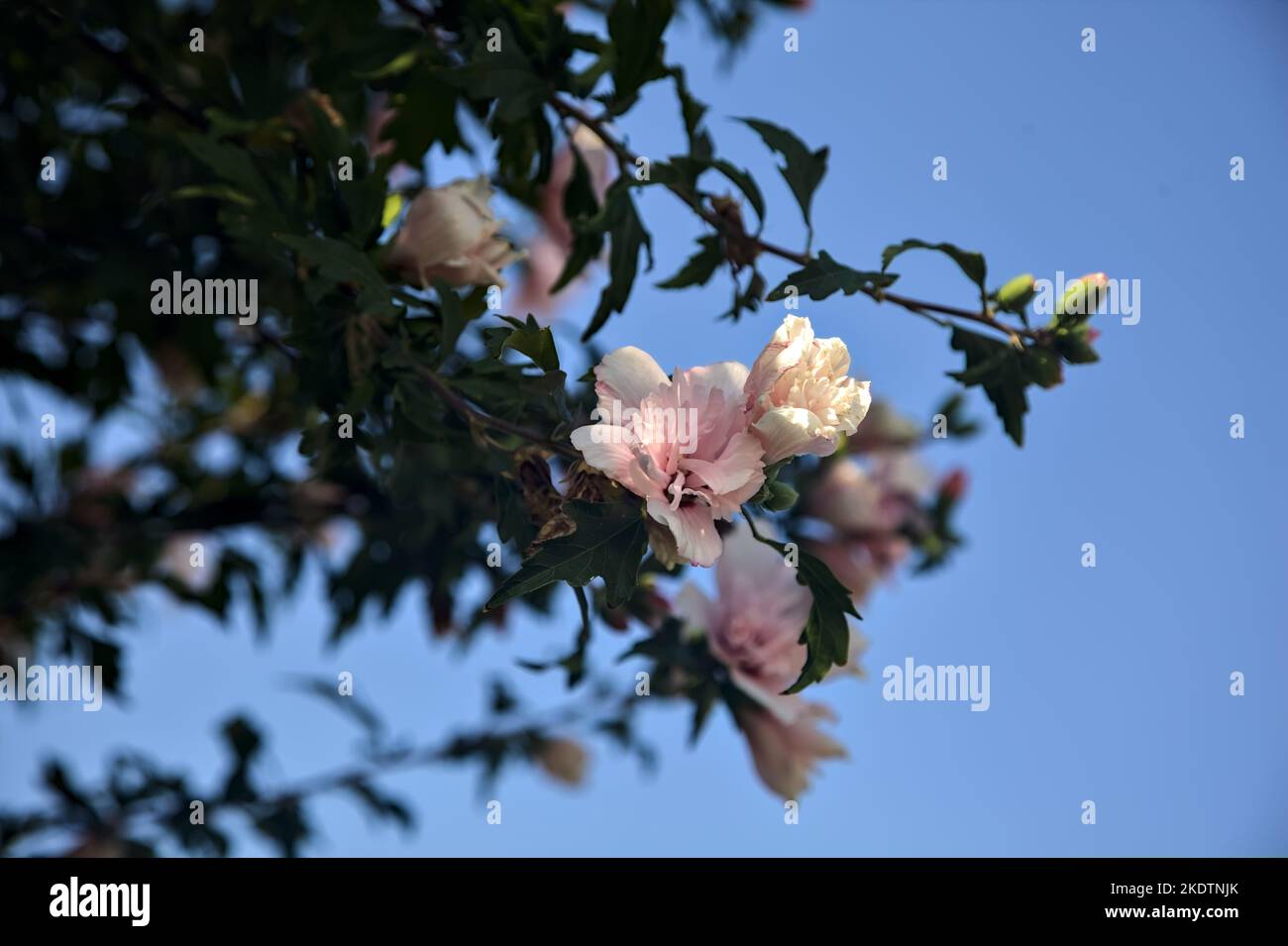 Hibiskuspflanze in Blüte mit klarem Himmel als Hintergrund Stockfoto