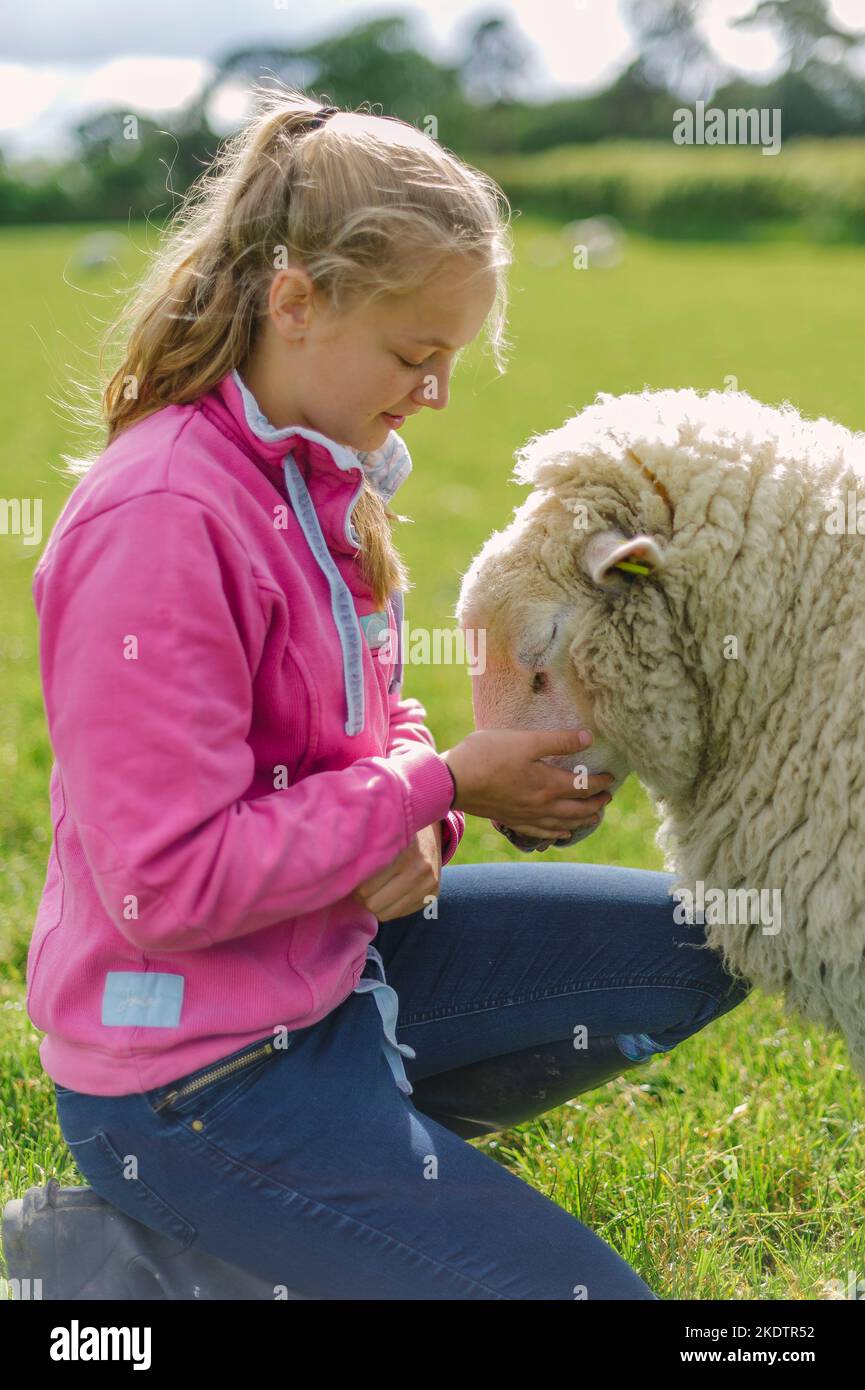 Ein junges Mädchen mit einem sehr wolligen Schaf auf einem Feld auf einem Bauernhof Stockfoto