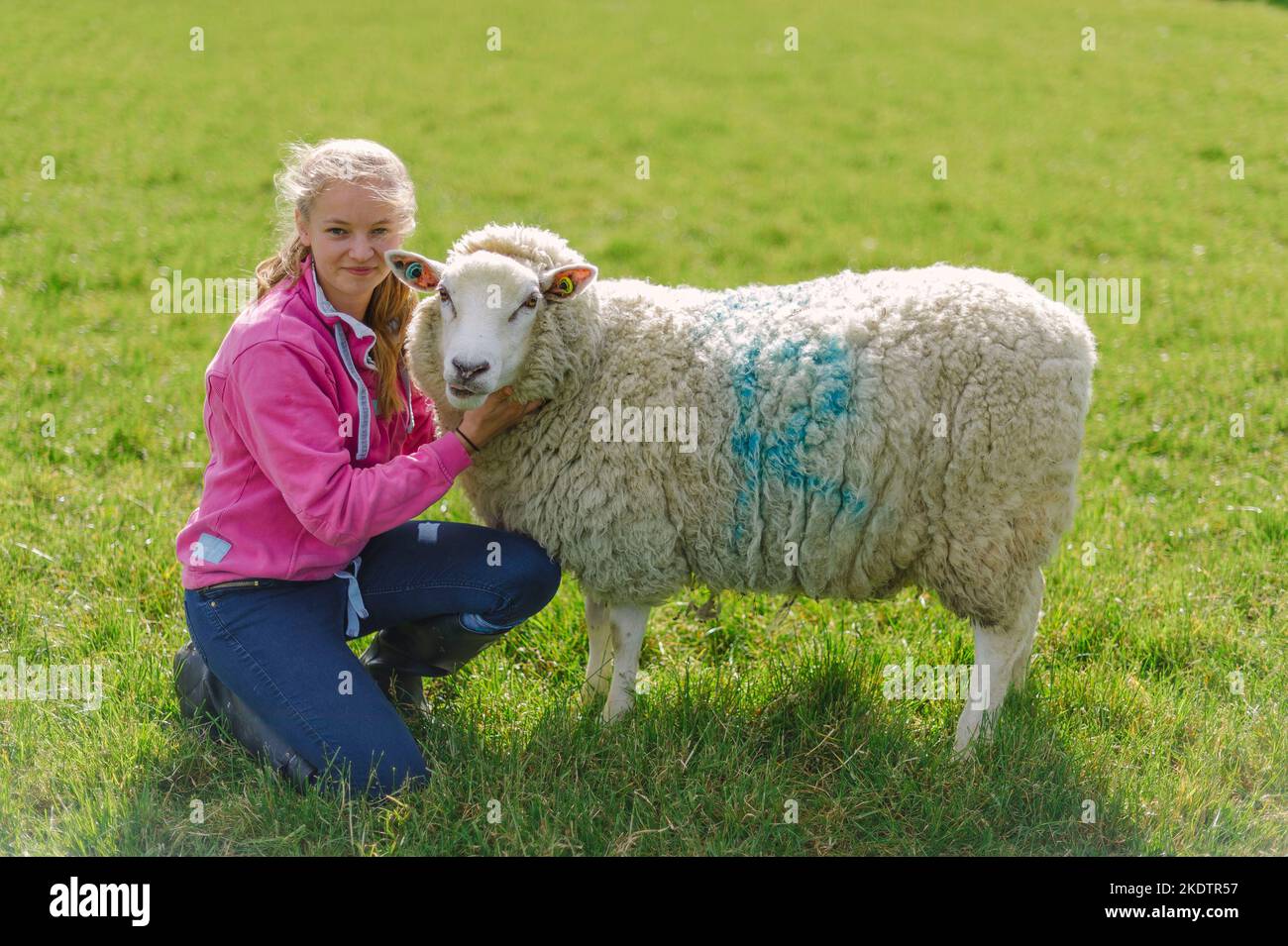 Ein junges Mädchen mit einem sehr wolligen Schaf auf einem Feld auf einem Bauernhof Stockfoto