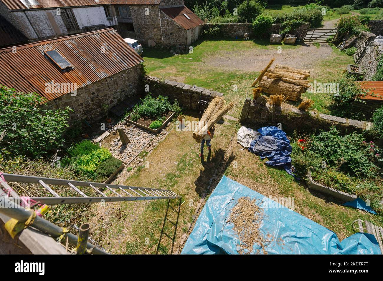 Bild von Jim Wileman - Jane Rush, aufgenommen auf der Lower Jurston Farm, in der Nähe von Chagford, Devon. Jane stroht auf ihrem eigenen Dach. Stockfoto