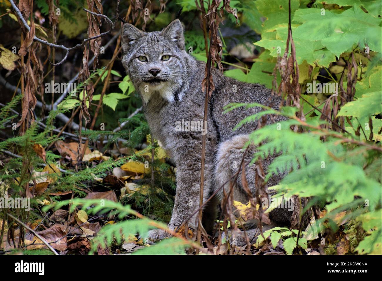Wunderschöner Nordamerikanischer Luchs Stockfoto