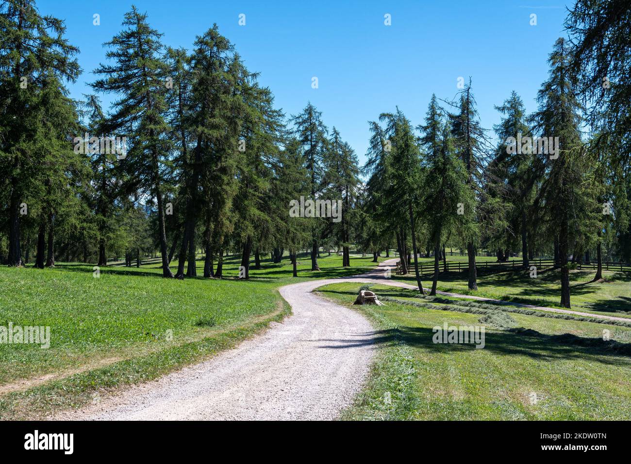 Bergweg mit europäischer Fichte in Mölten mit den dolomiten im Hintergrund in den alpen in Südtirol - Trentino-Südtirol - Italien Stockfoto