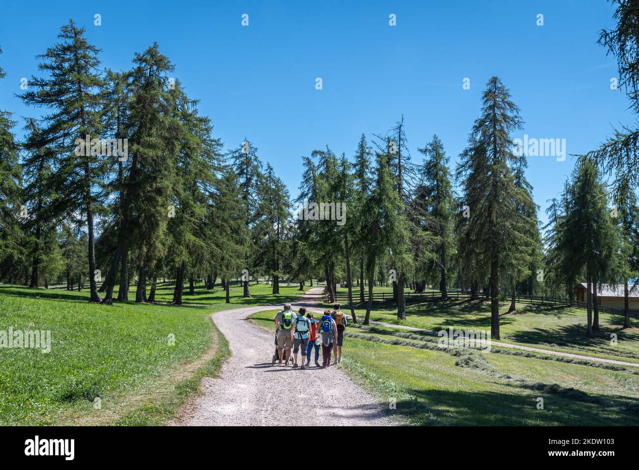 Bergweg mit europäischer Fichte und einer Schikorfamilie in Mölten mit den dolomiten im Hintergrund in den alpen in Südtirol - Trentino Alto Adi Stockfoto