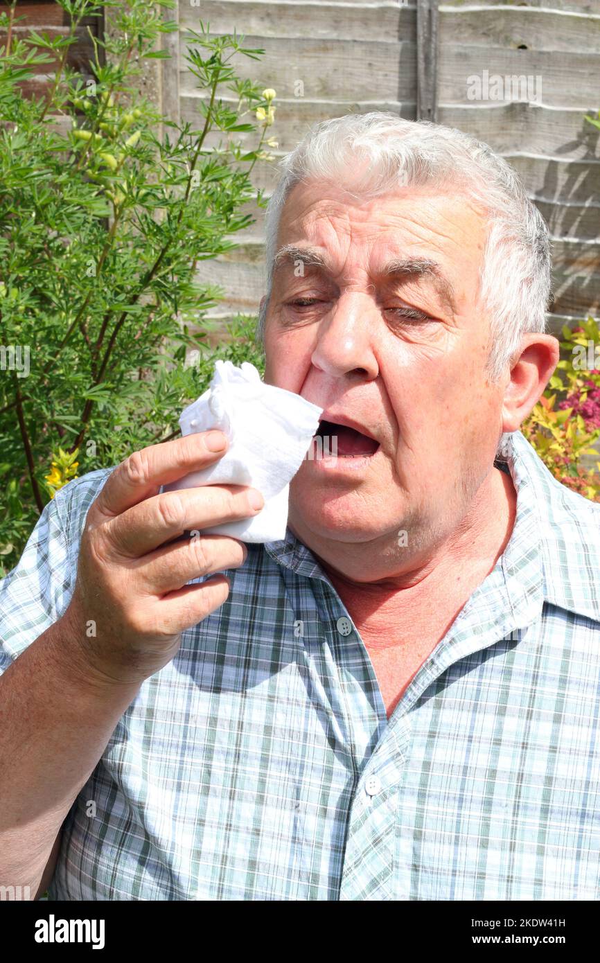 Alter oder älterer Mann niest. Hält Gewebe an der Nase. Heuschnupfen, Grippe oder ein Erkältungsvirus. Stockfoto
