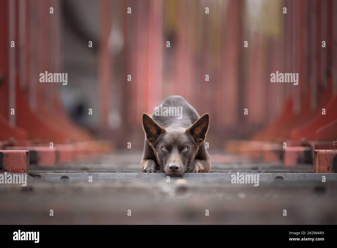 liegenden Arbeiten Kelpie Stockfoto