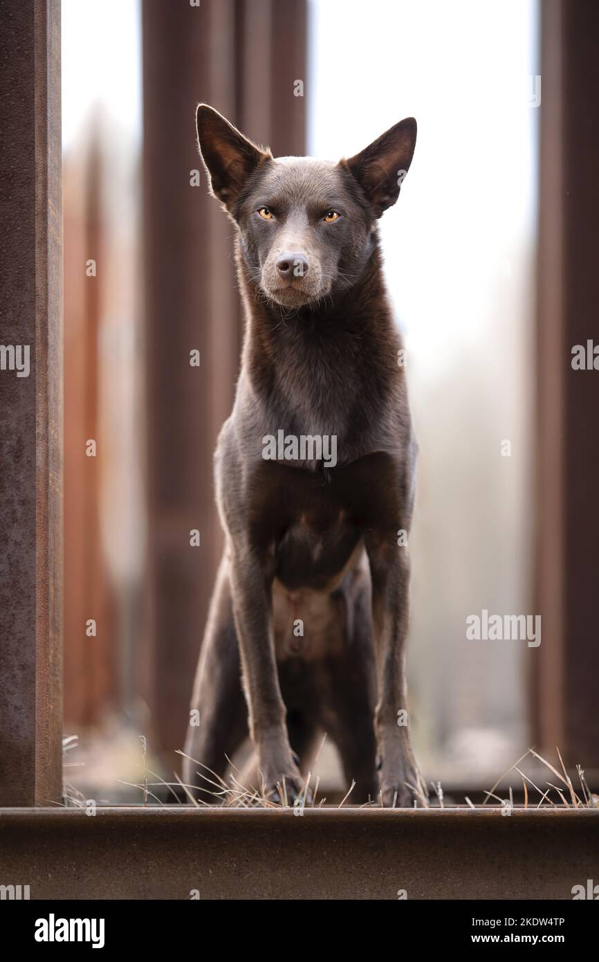 Kelpie im Stehen Stockfoto