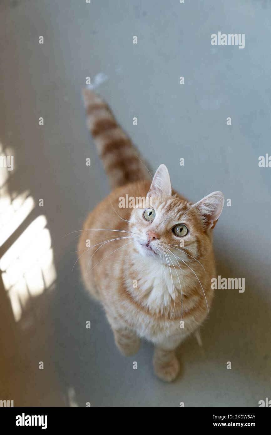 Eine rotbraune Katze sitzt und schaut auf die Kamera Stockfoto
