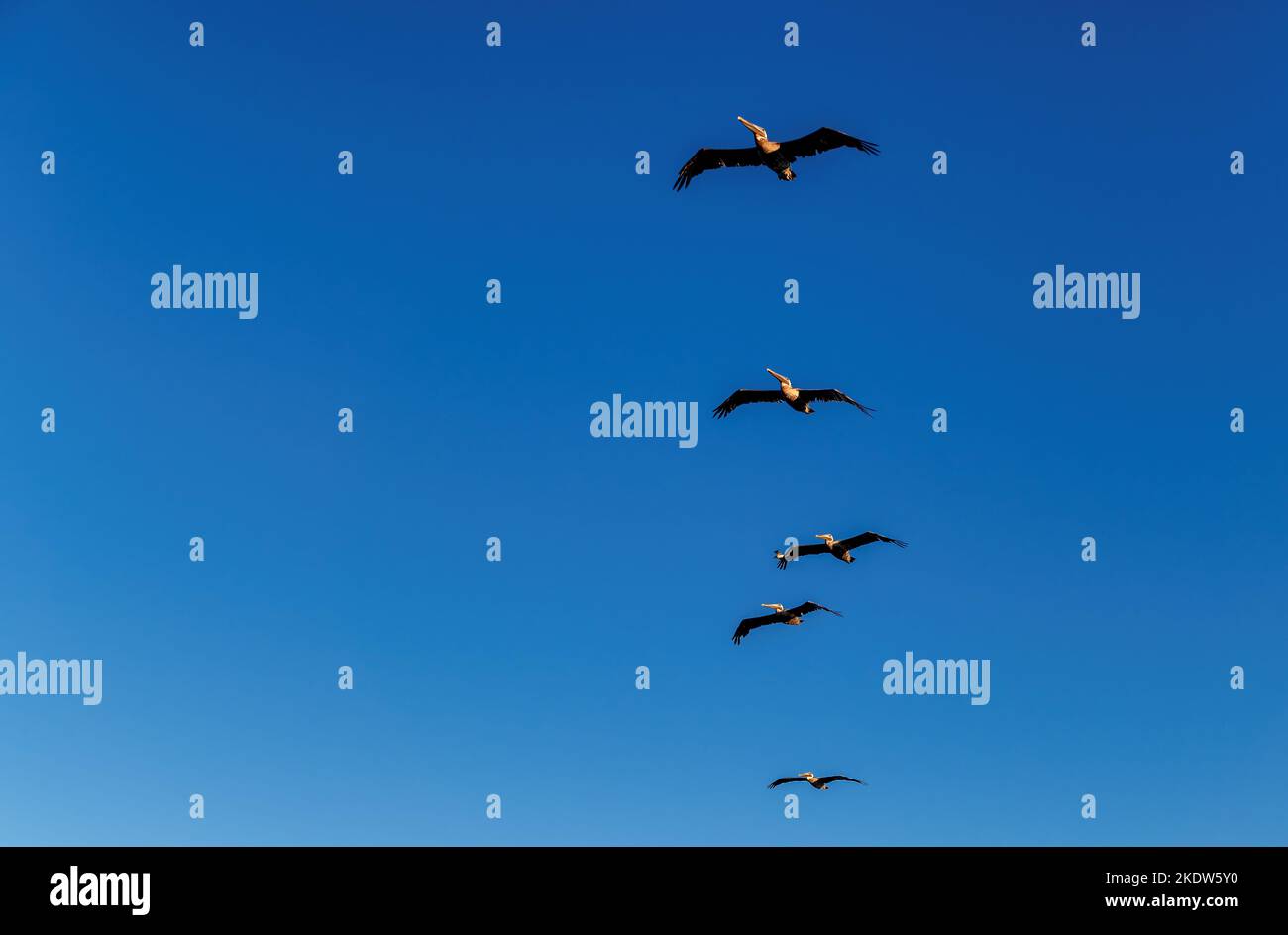 Pelikanvögel fliegen gegen den blauen Himmel in Miami Beach, Florida. Stockfoto