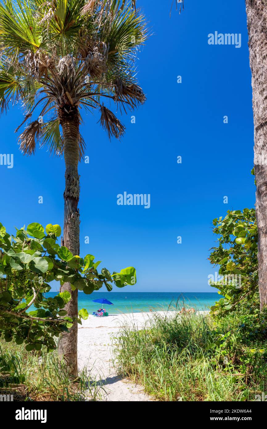 Palmen an sonnigen Tagen am wunderschönen tropischen Strand auf Paradise Island in Florida Keys. Stockfoto Palmen an sonnigen Tagen am wunderschönen tropischen Strand auf Paradise Island in Florida Keys. Stockfoto