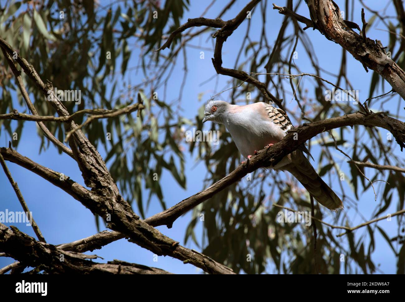 Eine australische Hautschaube (Ocyphaps lophotes), die auf einem Baum in Sydney, NSW, Australien, thront (Foto: Tara Chand Malhotra) Stockfoto