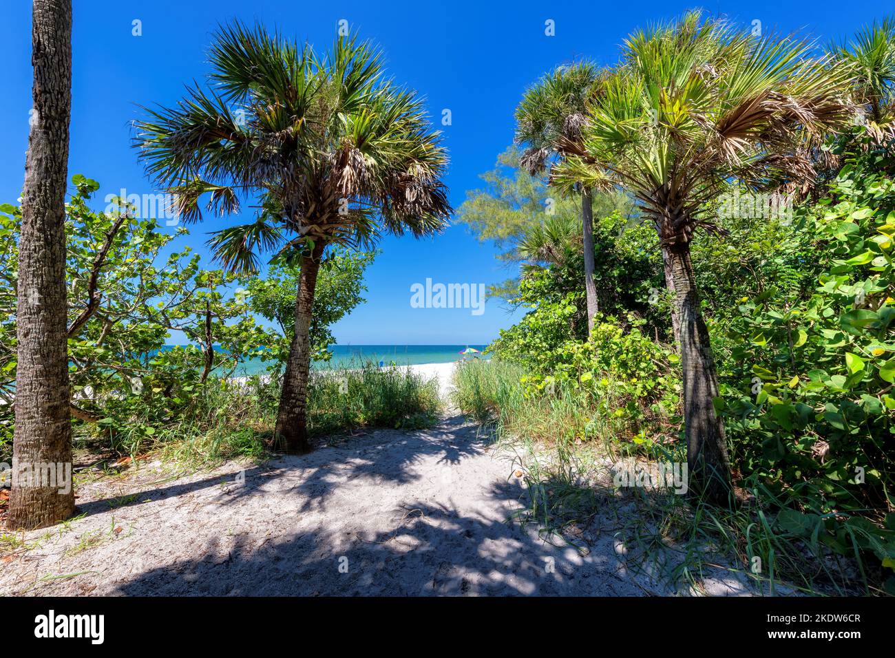 Palmen an sonnigen Tagen am wunderschönen tropischen Strand auf Paradise Island in Florida Keys. Stockfoto Palmen an sonnigen Tagen am wunderschönen tropischen Strand auf Paradise Island in Florida Keys. Stockfoto