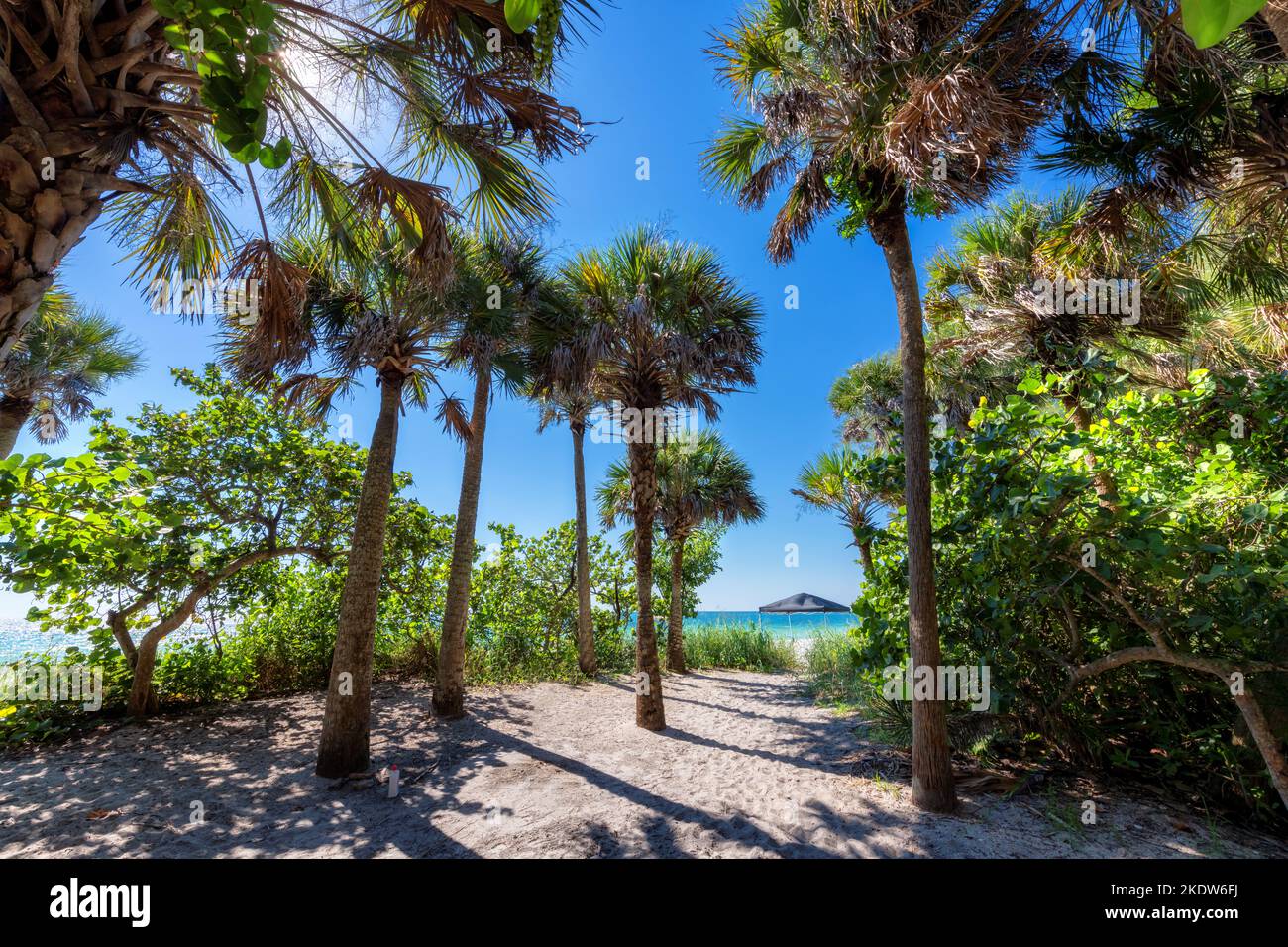Palmen an sonnigen Tagen am wunderschönen tropischen Strand auf Paradise Island in Florida Keys. Stockfoto Palmen an sonnigen Tagen am wunderschönen tropischen Strand auf Paradise Island in Florida Keys. Stockfoto