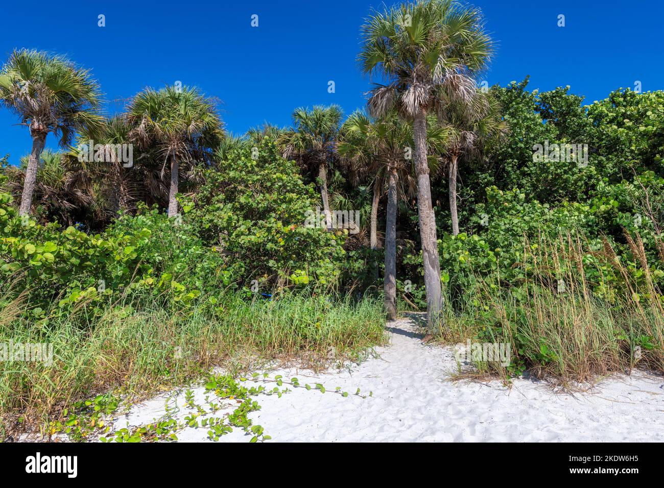 Palmen an sonnigen Tagen am wunderschönen tropischen Strand auf Paradise Island in Florida Keys. Stockfoto Palmen an sonnigen Tagen am wunderschönen tropischen Strand auf Paradise Island in Florida Keys. Stockfoto