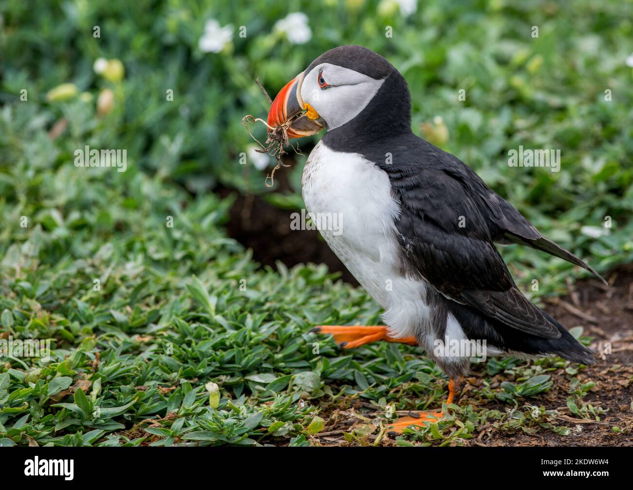 Puffin fotografiert in Großbritannien. Aufgrund der Vogelgrippe und der globalen Erwärmung hat es im Vereinigten Königreich einen massiven Rückgang der Seevögel gegeben. Stockfoto
