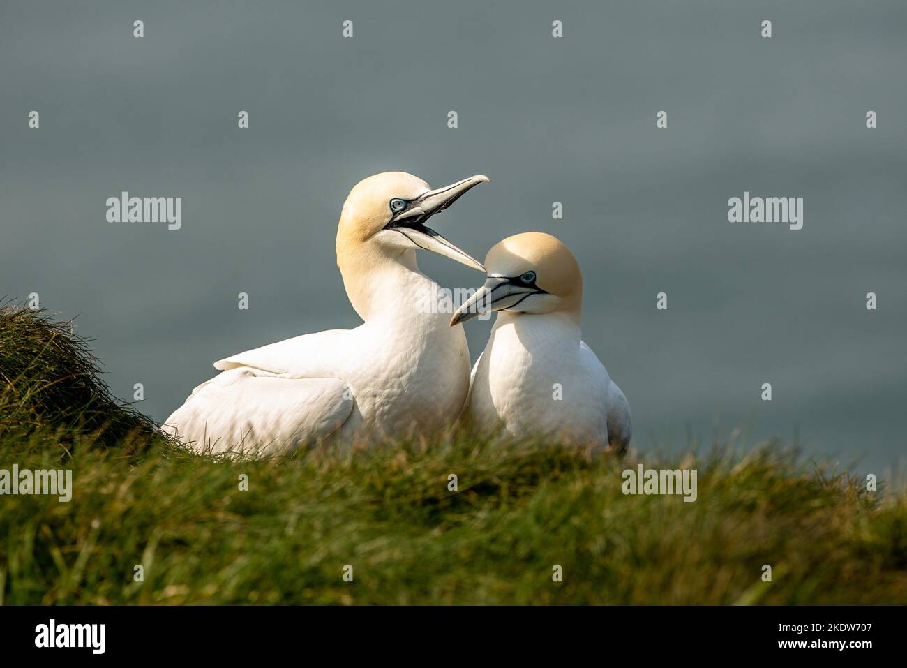 Die nördliche Gannette ist die größte Seevögelin im Nordatlantik. Gannet-Paare sind monogam und können über mehrere Jahreszeiten zusammen bleiben. Stockfoto