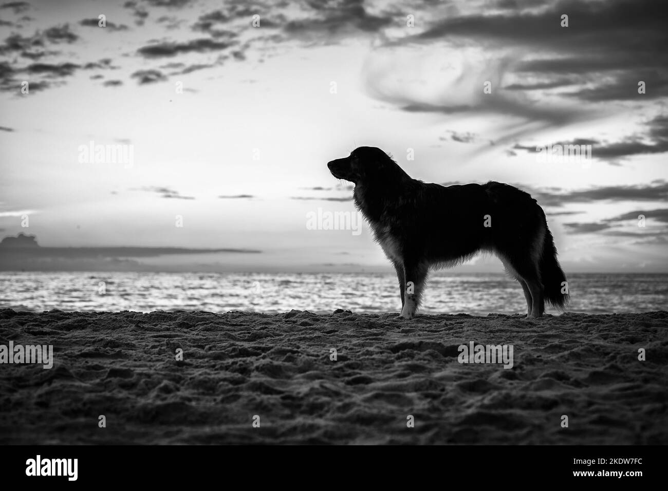 Shepherd-Hovawart Stockfoto