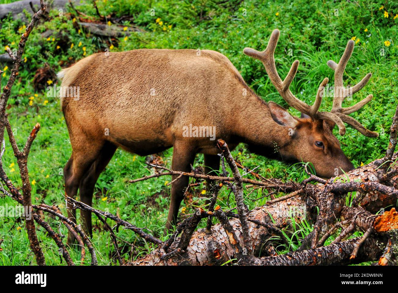 Ein Rocky Mountain Elk Bull (Cervus canadensis nelsoni) grast in den Wäldern der Rockies Stockfoto