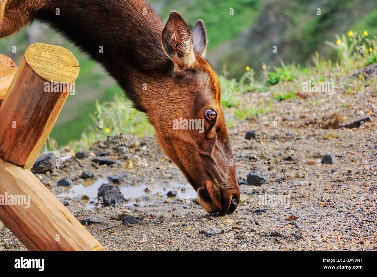 Ein Rocky Mountain Elk Doe (Cervus canadensis nelsoni) grast auf kleinen Grasflächen auf dem Pikes Peak Stockfoto