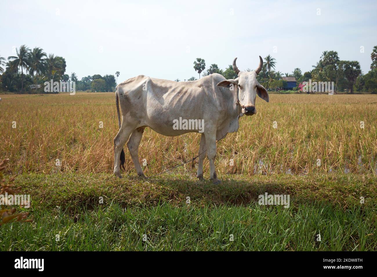 Wasserbüffel auf der Farm in Kampot Kambodscha Stockfoto