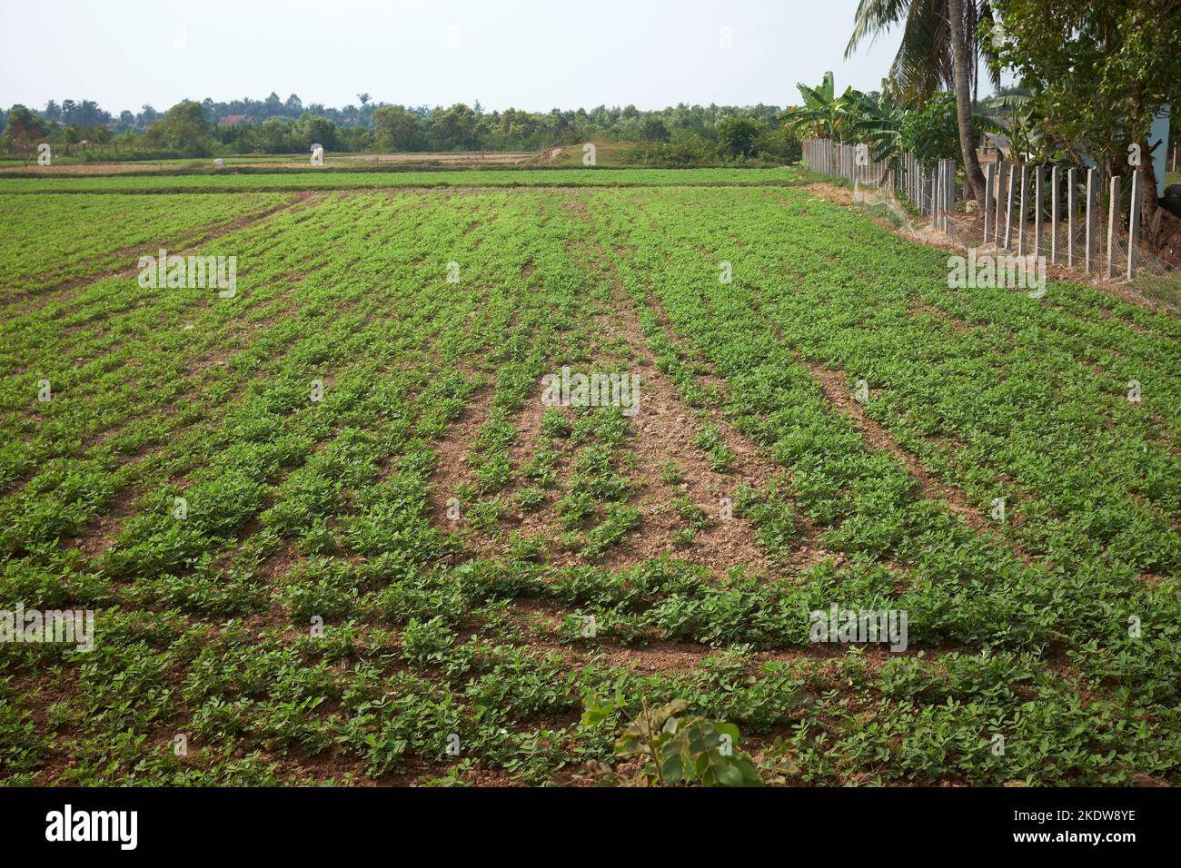 Ackerland Kampot Kambodscha Stockfoto