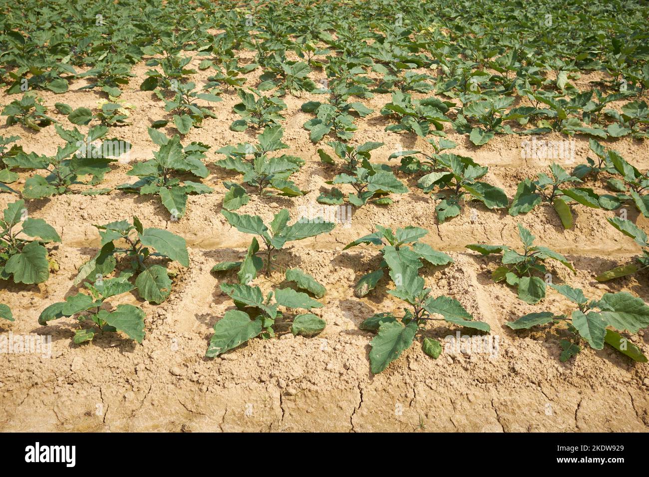 Ackerland Kampot Kambodscha Stockfoto