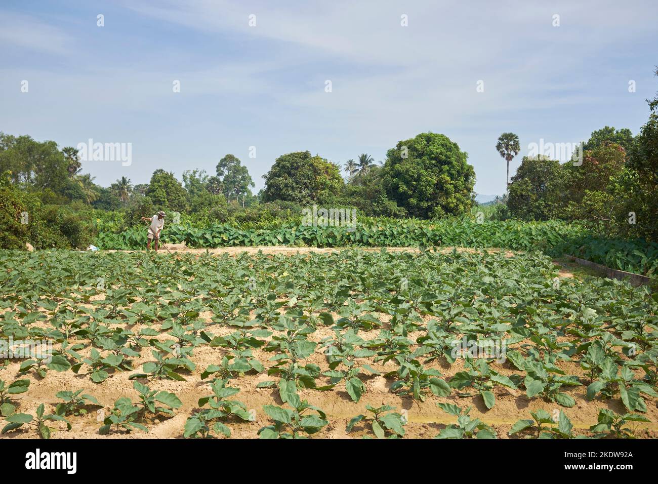 Ackerland Kampot Kambodscha Stockfoto