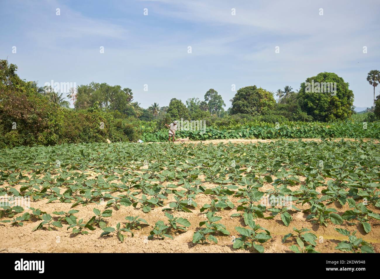 Ackerland Kampot Kambodscha Stockfoto